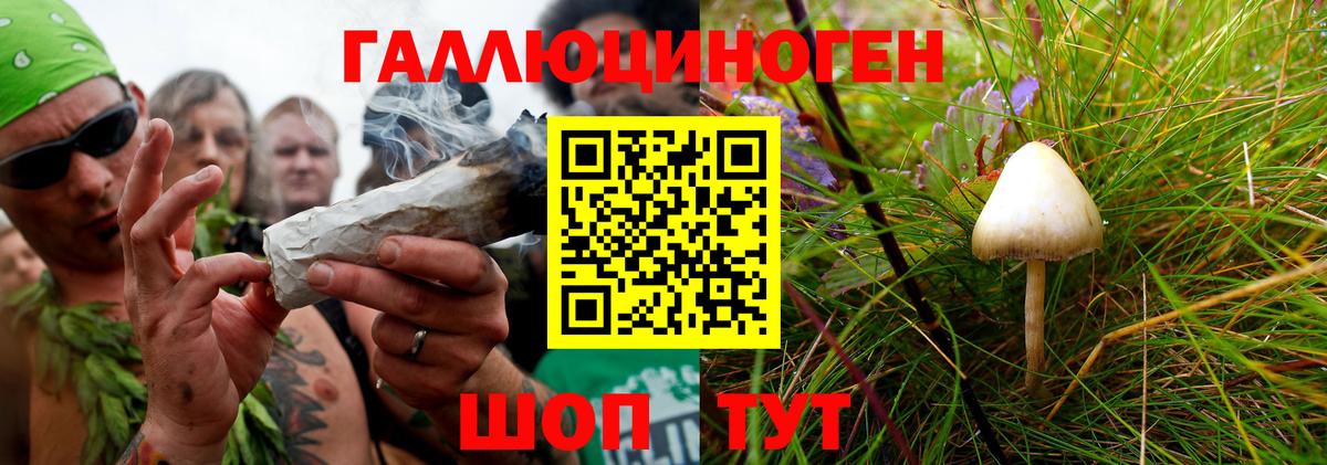 Галлюциногенные грибы мухоморы  Вход с VPN  как найти   Карачаевск 